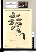 TriChilea ¿terminalis Jacq.? / Xavier Cortez del. Original drawing from Ruiz & Pavón's Expedition (1777-1816)