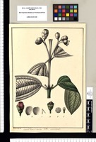 Rhexia? Melastoma? / Xavier Cortés del. Original drawing from Ruiz & Pavón's Expedition (1777-1816)