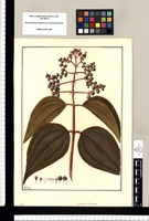 Melastoma dichotoma [sic]/ Fran[cis]co Pulgar. Original drawing from Ruiz & Pavón's Expedition (1777-1816)