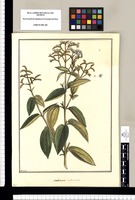 Melastoma nitida nostra / Brunete. Original drawing from Ruiz & Pavón's Expedition (1777-1816)