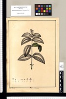 Melastoma / J[osé] G[abriel] R[ivera] del. Original drawing from Ruiz & Pavón's Expedition (1777-1816)