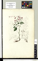 [Lopezia racemosa Cav. (Onagraceae)]. Original drawing from Sessé & Mociño's Expedition (1787-1803)