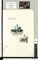 [Elytraria imbricata (Vahl) Pers. (Acanthaceae)]. Original drawing from Sessé & Mociño's Expedition (1787-1803)