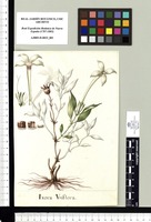 Ixora Vniflora. Original drawing from Sessé & Mociño's Expedition (1787-1803)