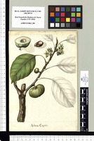 Achras Capiri. Original drawing from Sessé & Mociño's Expedition (1787-1803)