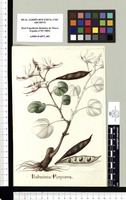 Bahuinia Purpurea. Original drawing from Sessé & Mociño's Expedition (1787-1803)