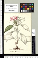 Ruellia Amoena. Original drawing from Sessé & Mociño's Expedition (1787-1803)