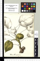 Hura Crepitans. Original drawing from Sessé & Mociño's Expedition (1787-1803)