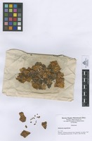 Solanum angulatum Ruiz & Pav.; Fruits and seeds.