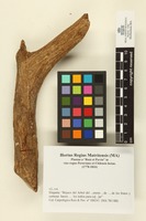Bejuco Loefl.; Wood.