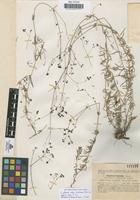 Type of Asperula eulaliae Sennen [family RUBIACEAE]