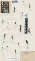 Isotype of Euphrasia glabratifolia Sennen [family SCROPHULARIACEAE]