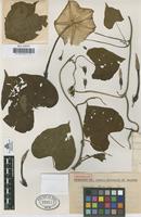 Filed as Ipomoea alba L. [family CONVOLVULACEAE]