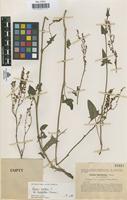 Type of Rumex hastifolius Sennen [family POLYGONACEAE]