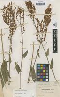 Type of Rumex ceretanicus Sennen [family POLYGONACEAE]