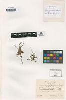 Type of Sphyrarhynchus schliebenii Mansf. [family ORCHIDACEAE]