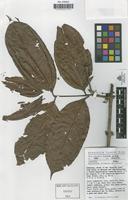 Isotype of Warneckea wildeana Jacques,H.-Félix [family MELASTOMATACEAE]