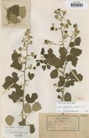 Type of Rubus segobricensis Pau,C. [family ROSACEAE]