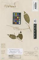 Filed as Phytolacca rivinioides Kunth & Bouche [family PHYTOLACCACEAE]