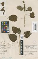 Filed as Acalypha setosa A.Rich. [family EUPHORBIACEAE]