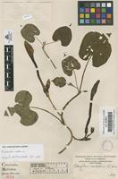 Filed as Ipomoea alba L. [family CONVOLVULACEAE]
