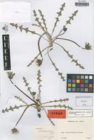 Type of Taraxacum laeticolorifrons Hagl. [family COMPOSITAE]