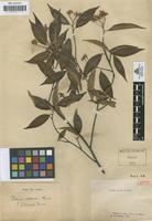 Isotype of Photinia latouchei Franch [family ROSACEAE]
