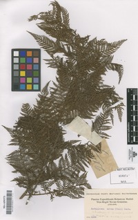 Original material of Alsophila quadripinnata (J.F. Gmel.) C. Chr. [family CYATHEACEAE]