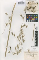 Original material of Avena sativa L. [family GRAMINEAE]