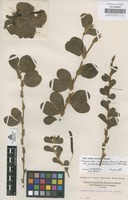 Original material of Chamaecrista rotundifolia (Pers.) Greene var. grandiflora (Benth.) Irwin & Barneby [family LEGUMINOSAE-CAESALPINIOIDEAE]