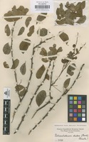 Original material of Pithecellobium dulce (Roxb.) Benth. [family LEGUMINOSAE-MIMOSOIDEAE]