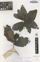 Syntype of Nauclea cumingiana S.Vidal [family RUBIACEAE]