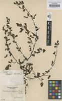 Original material of Nothofagus obliqua (Mirb.) Oerst. [family FAGACEAE]