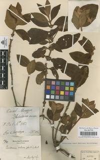 Original material of Clidemia rubra (Aubl.) Mart. [family MELASTOMATACEAE]