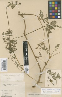 Original material of Daucus montanus Humb. & Bonpl. ex Schult. [family UMBELLIFERAE]