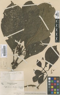 Original material of Hoffmannia obovata (Ruiz & Pav.) Standl. [family RUBIACEAE]