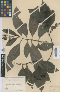 Original material of Psychotria alba Ruiz & Pav. [family RUBIACEAE]