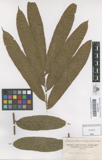 Original material of Talisia pinnata (Ruiz & Pav.) Radlk. [family SAPINDACEAE]