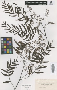 Original material of Schinus molle L. [family ANACARDIACEAE]