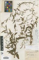 Syntype of Epilobium augustinii Sennen [family ONAGRACEAE]