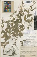 Lectotype of Epilobium salcedoi Vicioso,C. [family ONAGRACEAE]