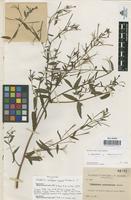 Syntype of Epilobium rigidum Sennen [family ONAGRACEAE]
