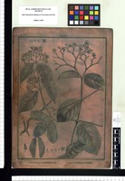 Anthodon decussatum, Hippocratea viridis. Copperplate from the Flora Peruviana et Chilensis publication (1792-1822)