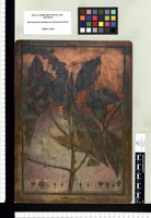 Abatia parviflora. Copperplate from the Flora Peruviana et Chilensis publication (1792-1822)