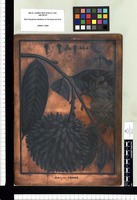 Annona pteropetala. Copperplate from the Flora Peruviana et Chilensis publication (1792-1822)