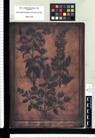 Alonsoa procumbens, Alonsoa caulialata, Alonsoa incisifolia. Copperplate from the Flora Peruviana et Chilensis publication (1792-1822)