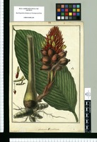 Amomum thyrsoideum / Galvez. Original drawing from Ruiz & Pavón Expedition (1777-1816)