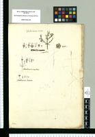 Calyxhymenia viscosa, Boerhaavia [sic] scandens y Boerhaavia hirsuta / Galvez. Original drawing from Ruiz & Pavón's Expedition (1777-1816)