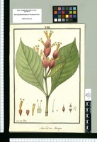 Sanchezia oblonga / Ysidro de Galvez. Original drawing from Ruiz & Pavón's Expedition (1777-1816)