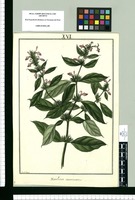 Dianthera acuminata / Fran[cis]co Pulgar. Original drawing from Ruiz & Pavón's Expedition (1777-1816)